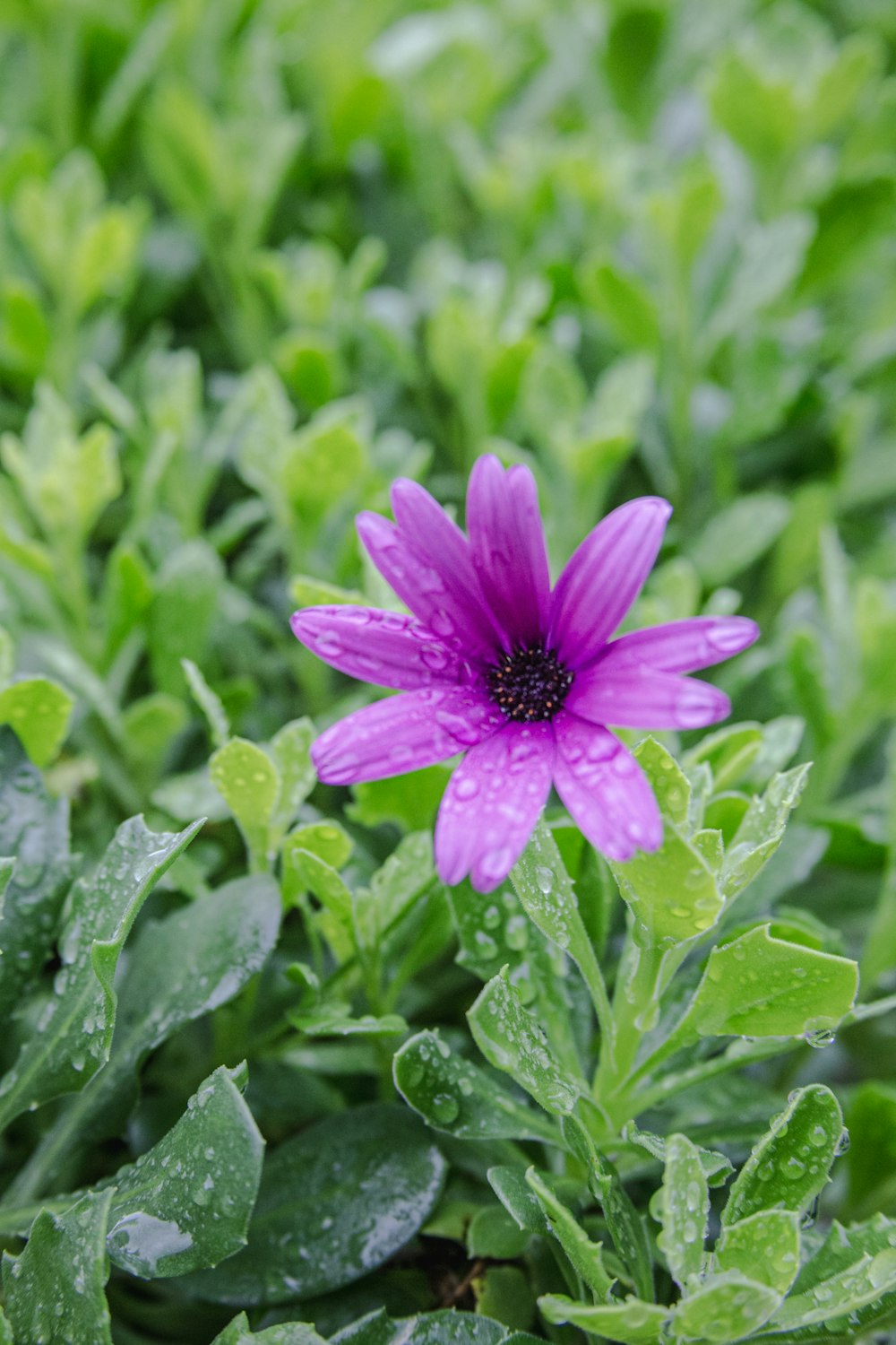 a purple flower with green leaves in the background