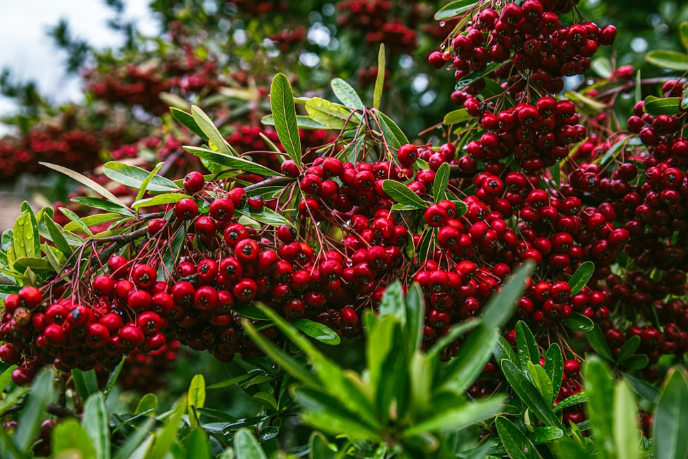 a bunch of red berries growing on a tree