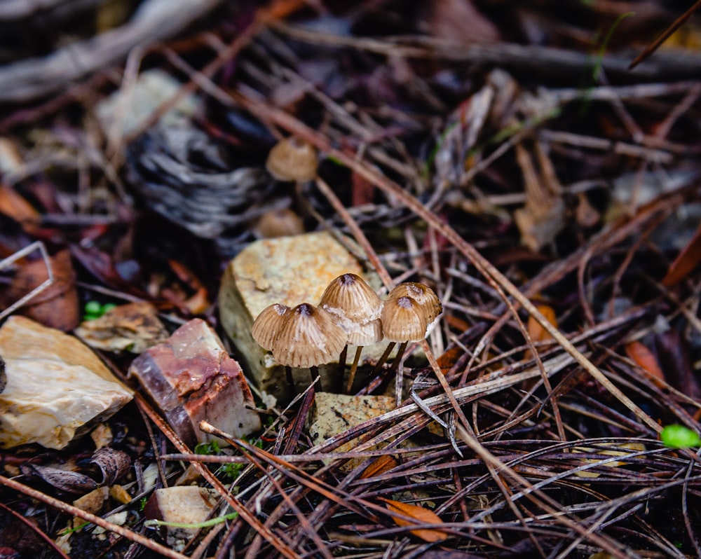 a group of mushrooms sitting on top of a forest floor