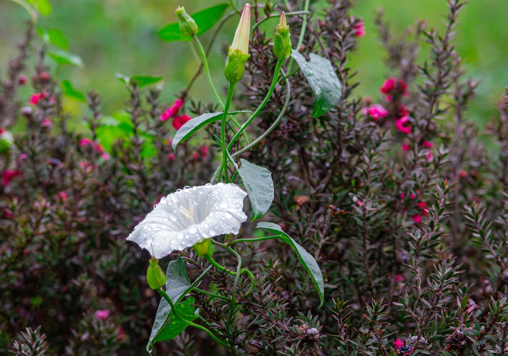 a white flower with green leaves on a bush