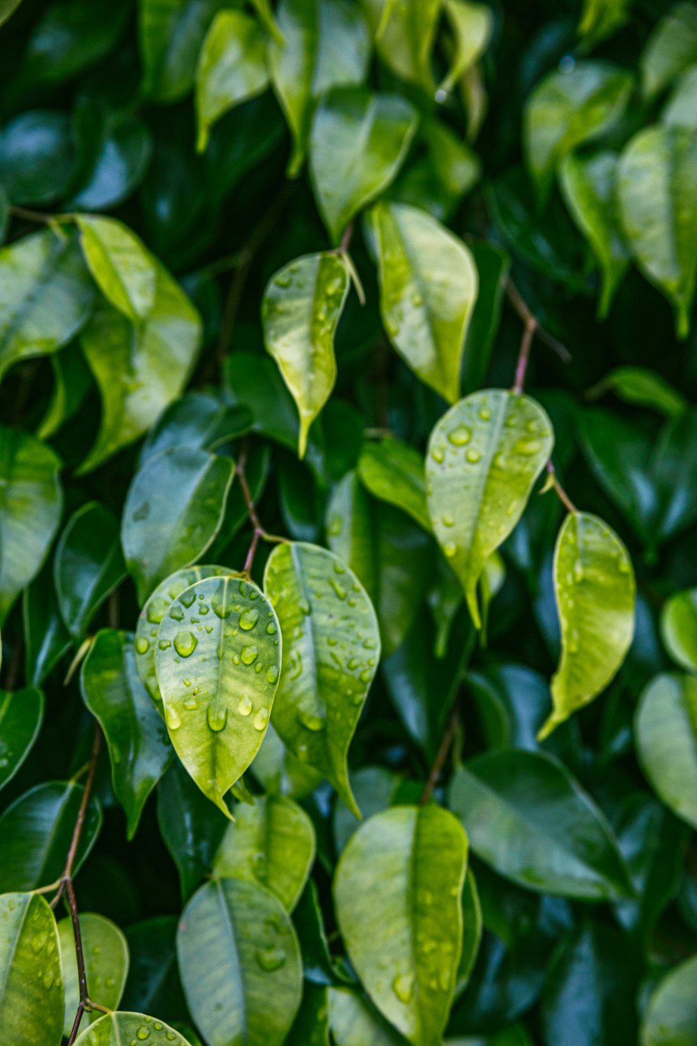 green leaves with water drops on them