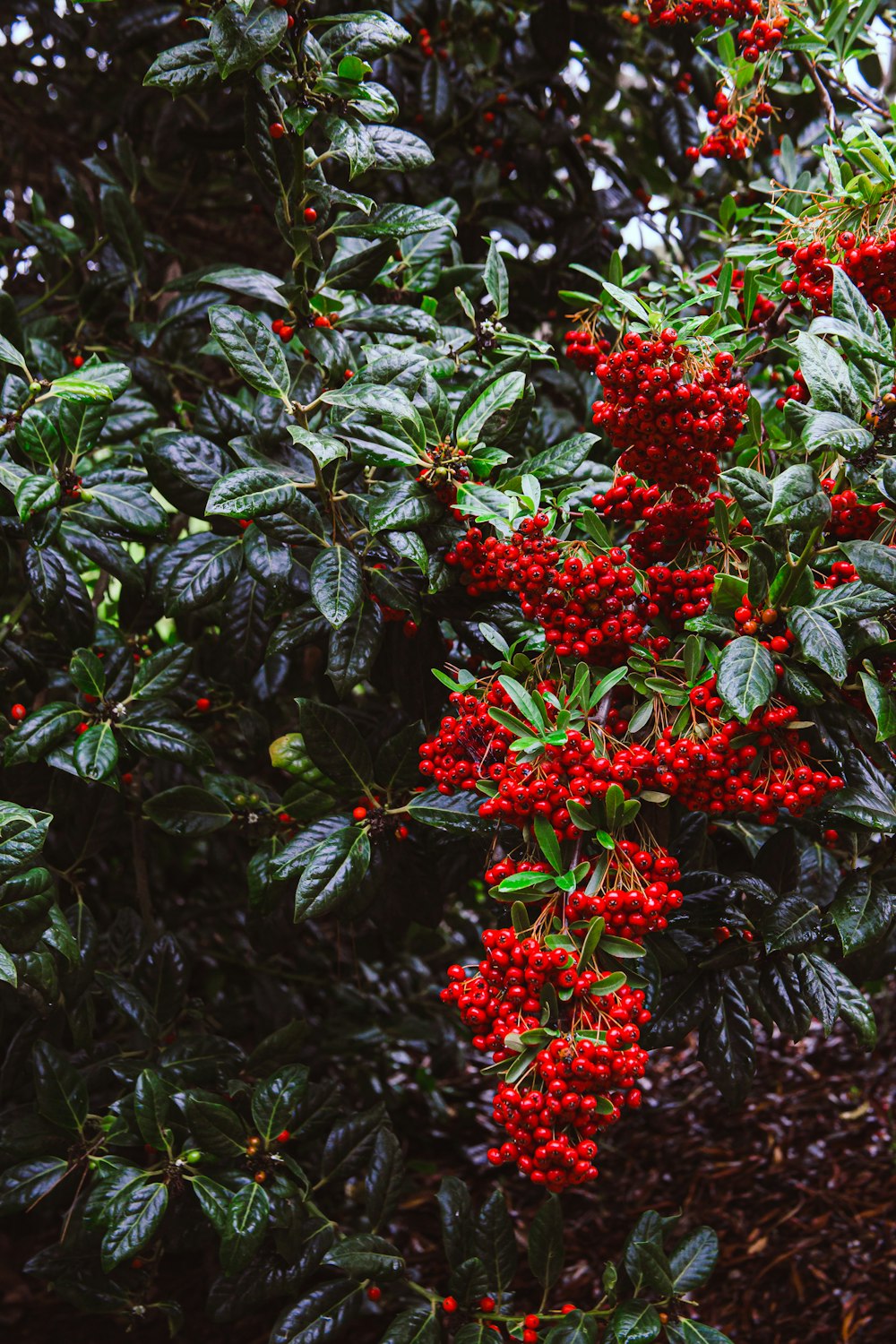 a bush with red berries and green leaves