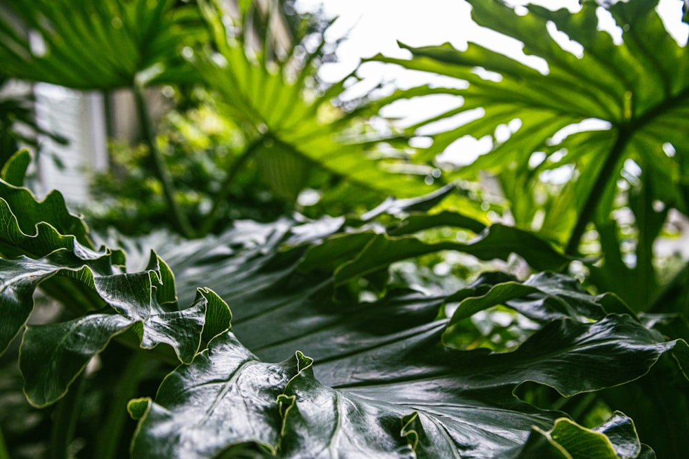 a close up of a large leafy plant
