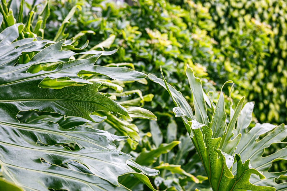 a close up of a leafy plant in a field