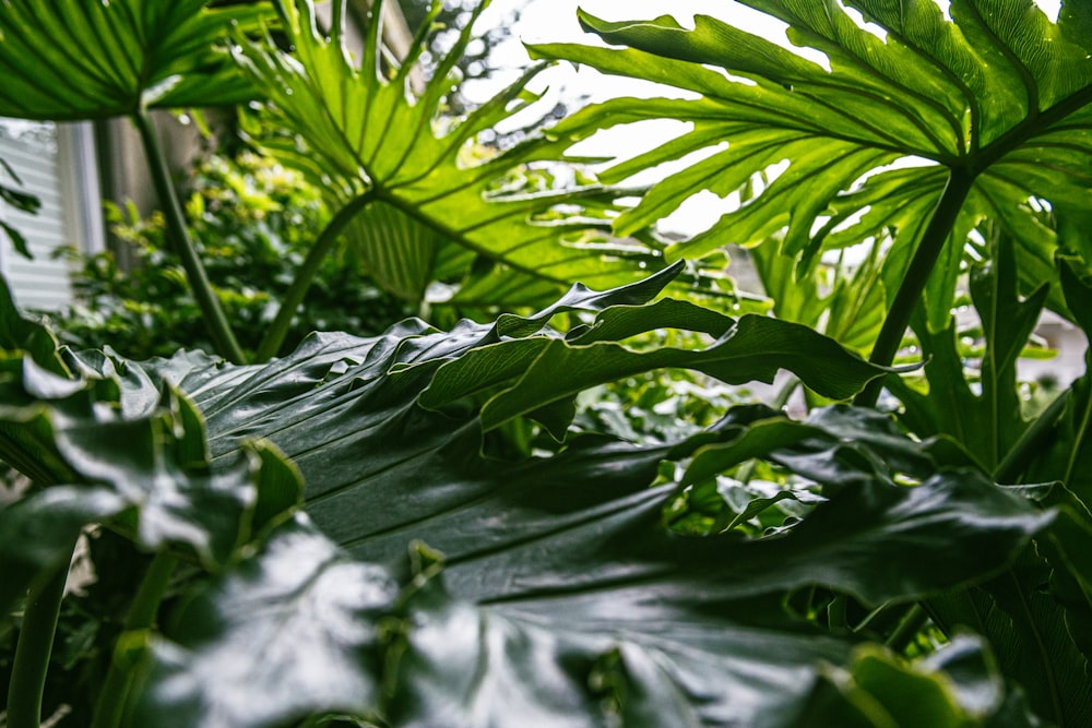 a close up of a leafy plant in a greenhouse