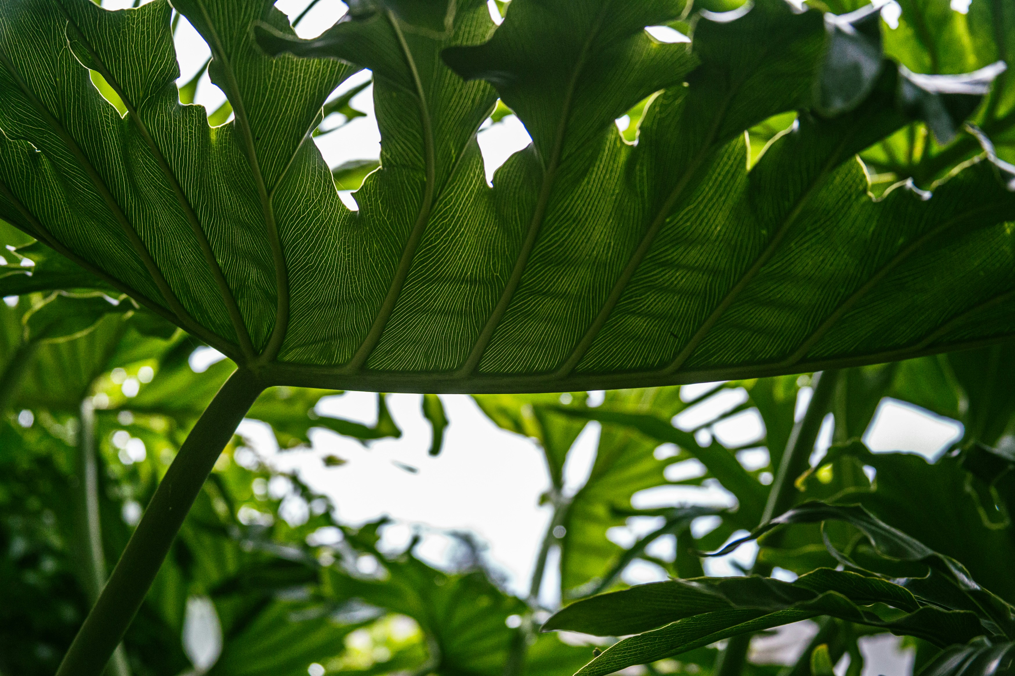 大きな葉の多い植物のクローズアップ