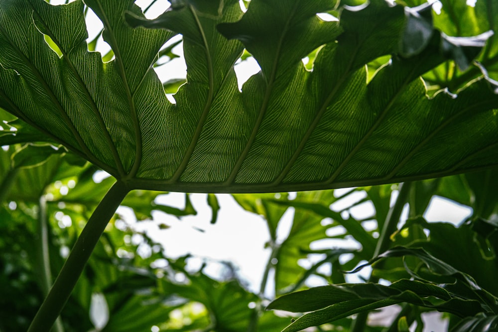 a close up of a large leafy plant