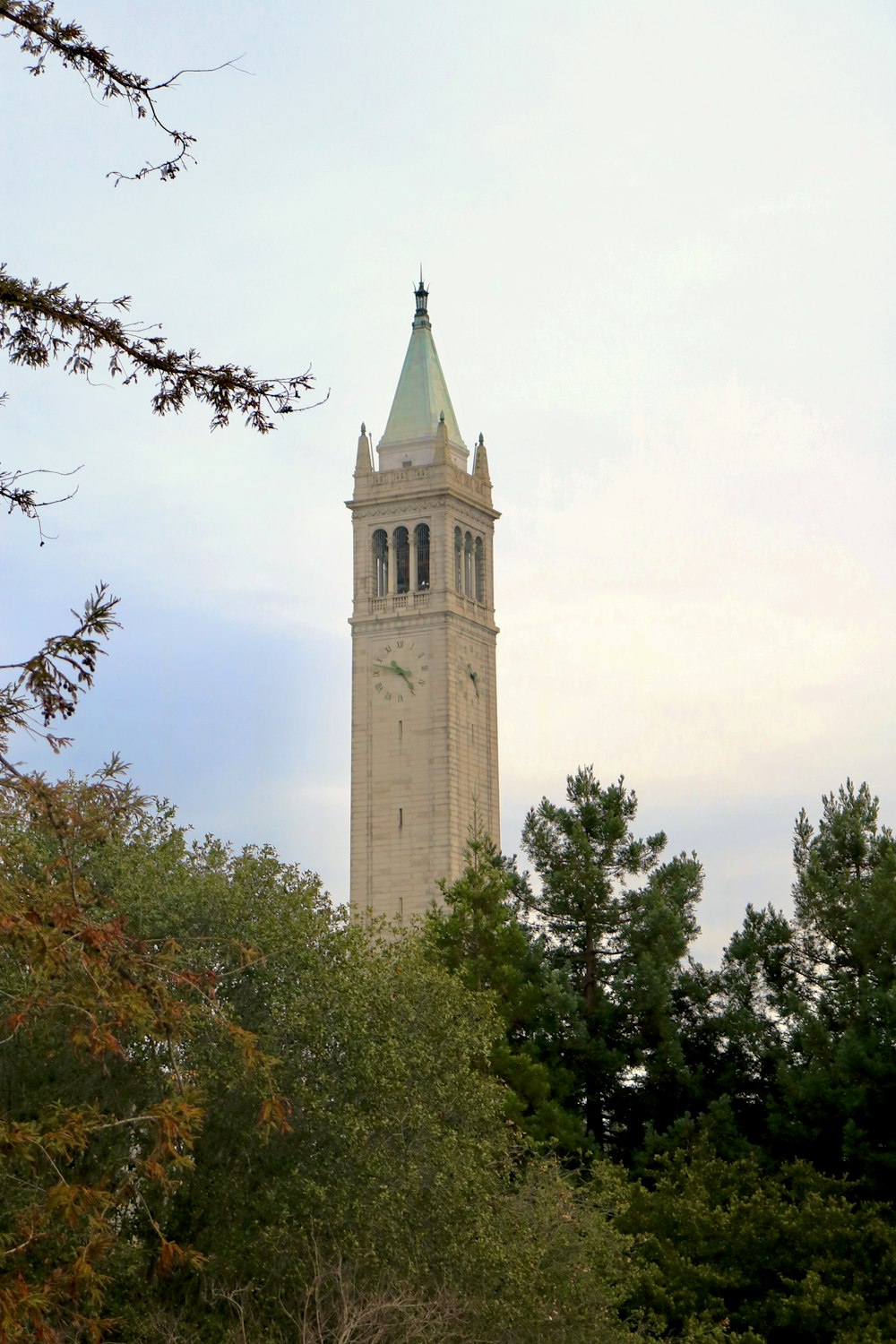 a tall clock tower towering over a forest