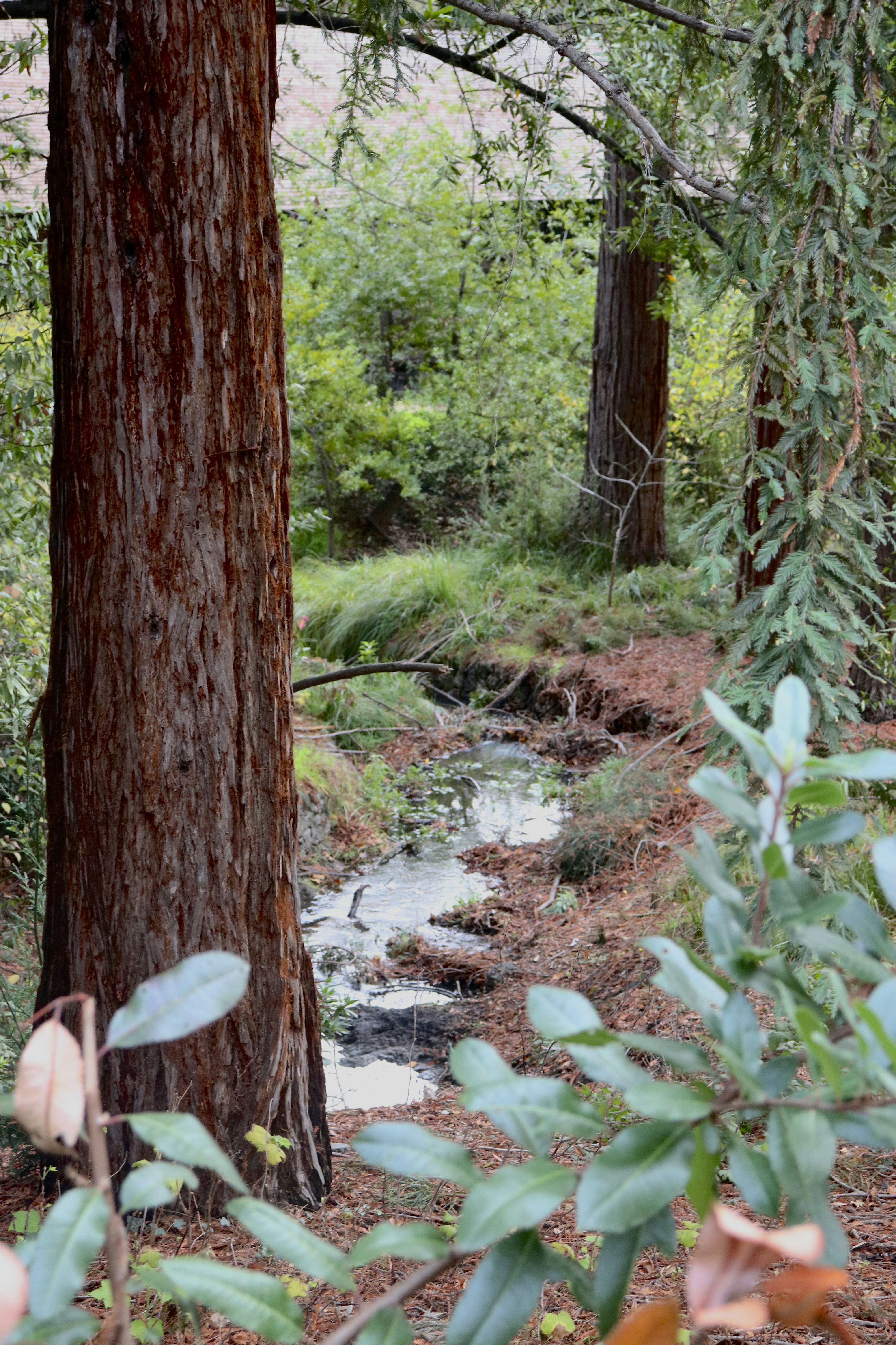 Un arroyo que atraviesa un bosque junto a un árbol
