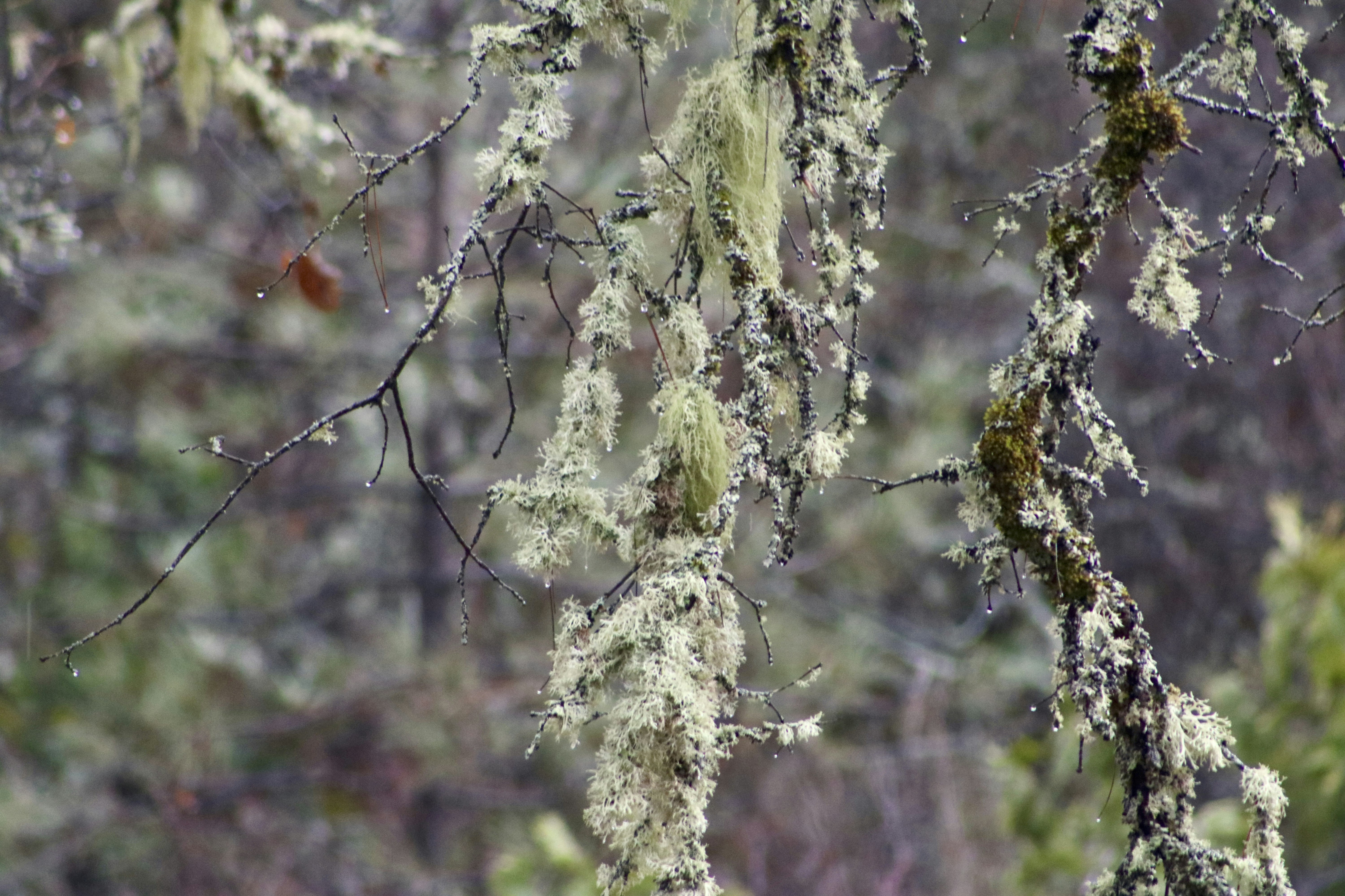una rama de árbol con musgo creciendo en ella