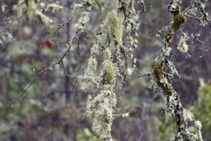 Leeches crawling on wet moss in a shaded forest environment