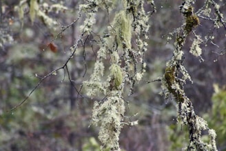 Leeches crawling on wet moss in a shaded forest environment