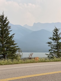 A serene landscape of misty mountains at dawn with a lone deer in the foreground.