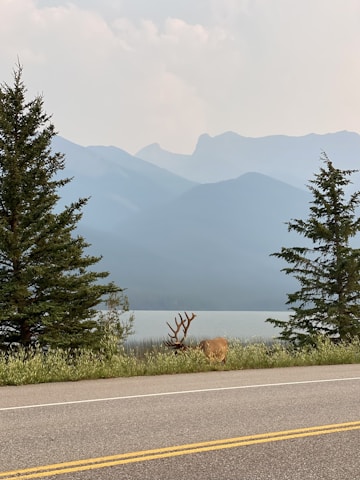 A serene landscape of misty mountains at dawn with a lone deer in the foreground.