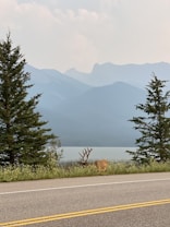 A serene landscape featuring a tranquil lake surrounded by misty mountains in the background. In the foreground, a deer with large antlers is grazing near the roadside, flanked by tall evergreen trees.