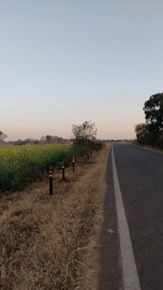 a rural road with a field of crops in the background