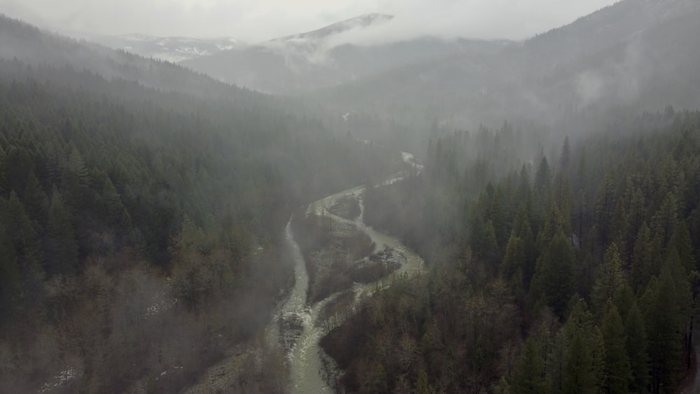 a river flowing through a lush green forest