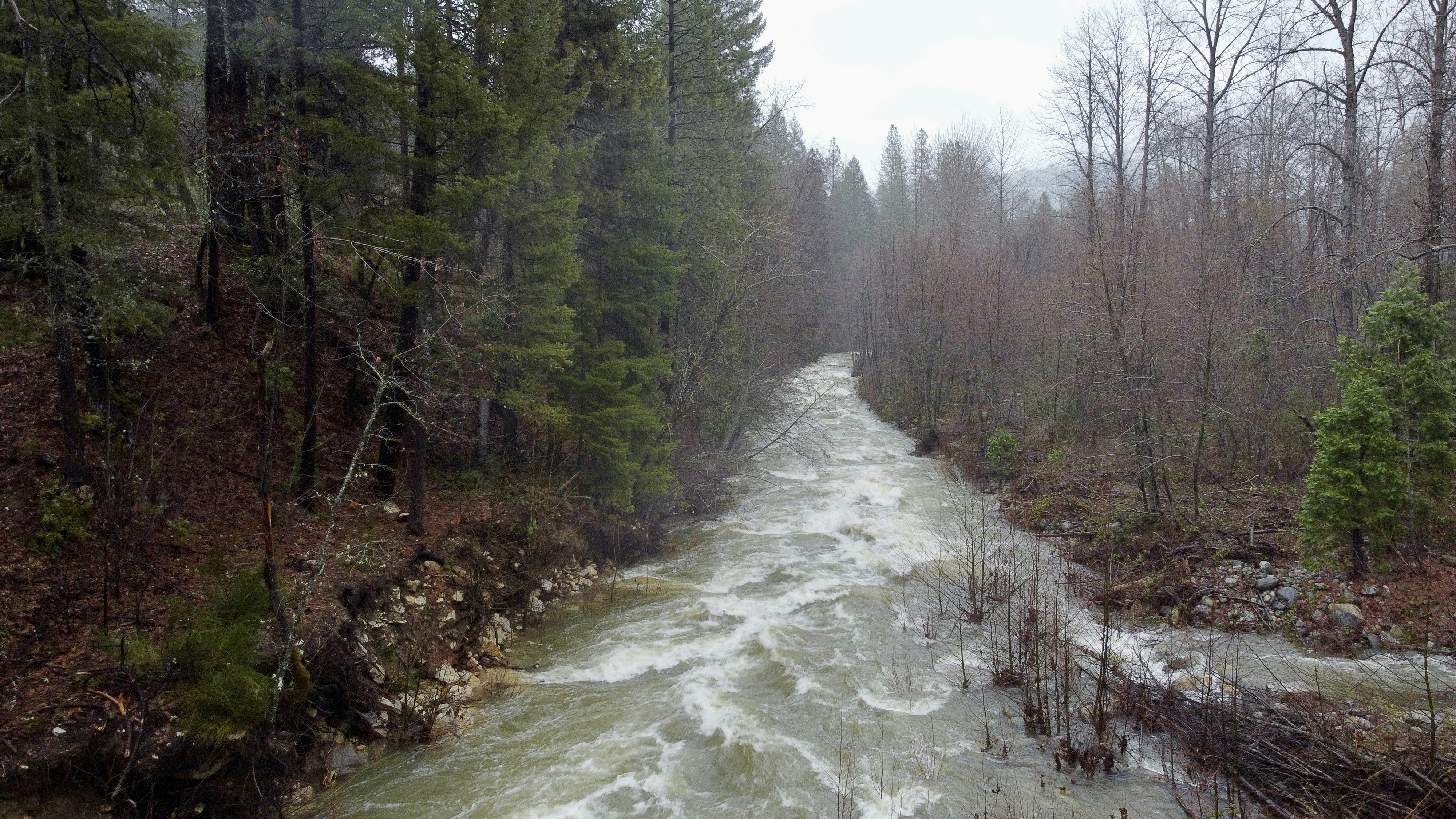 Un río que atraviesa un bosque lleno de árboles
