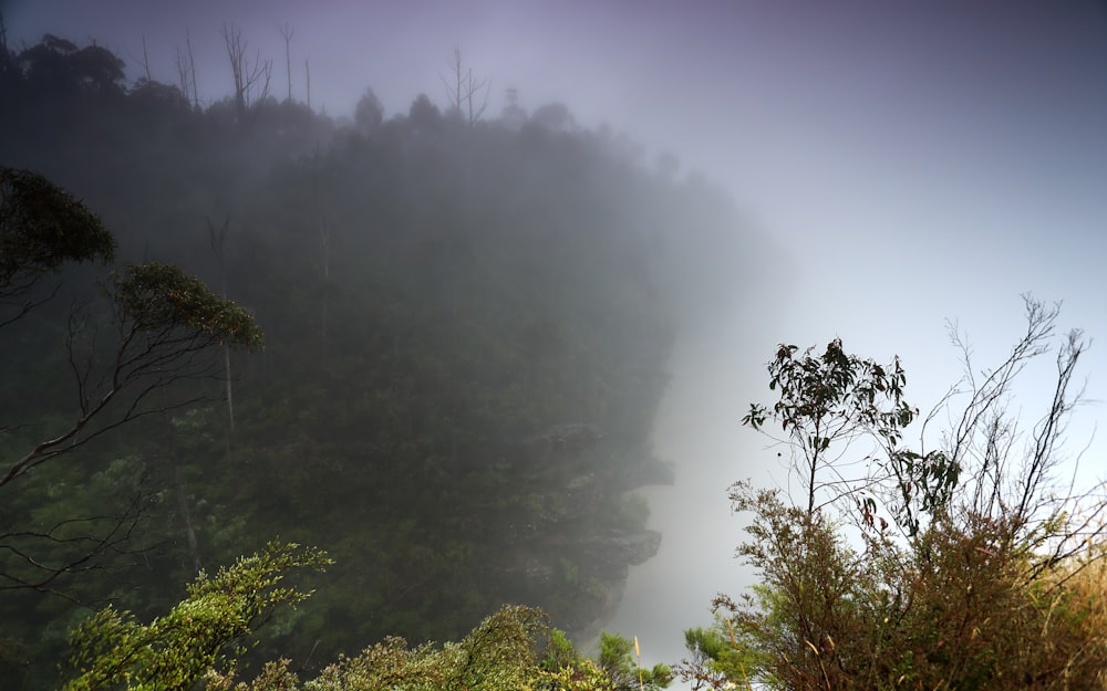 a foggy river surrounded by trees and bushes