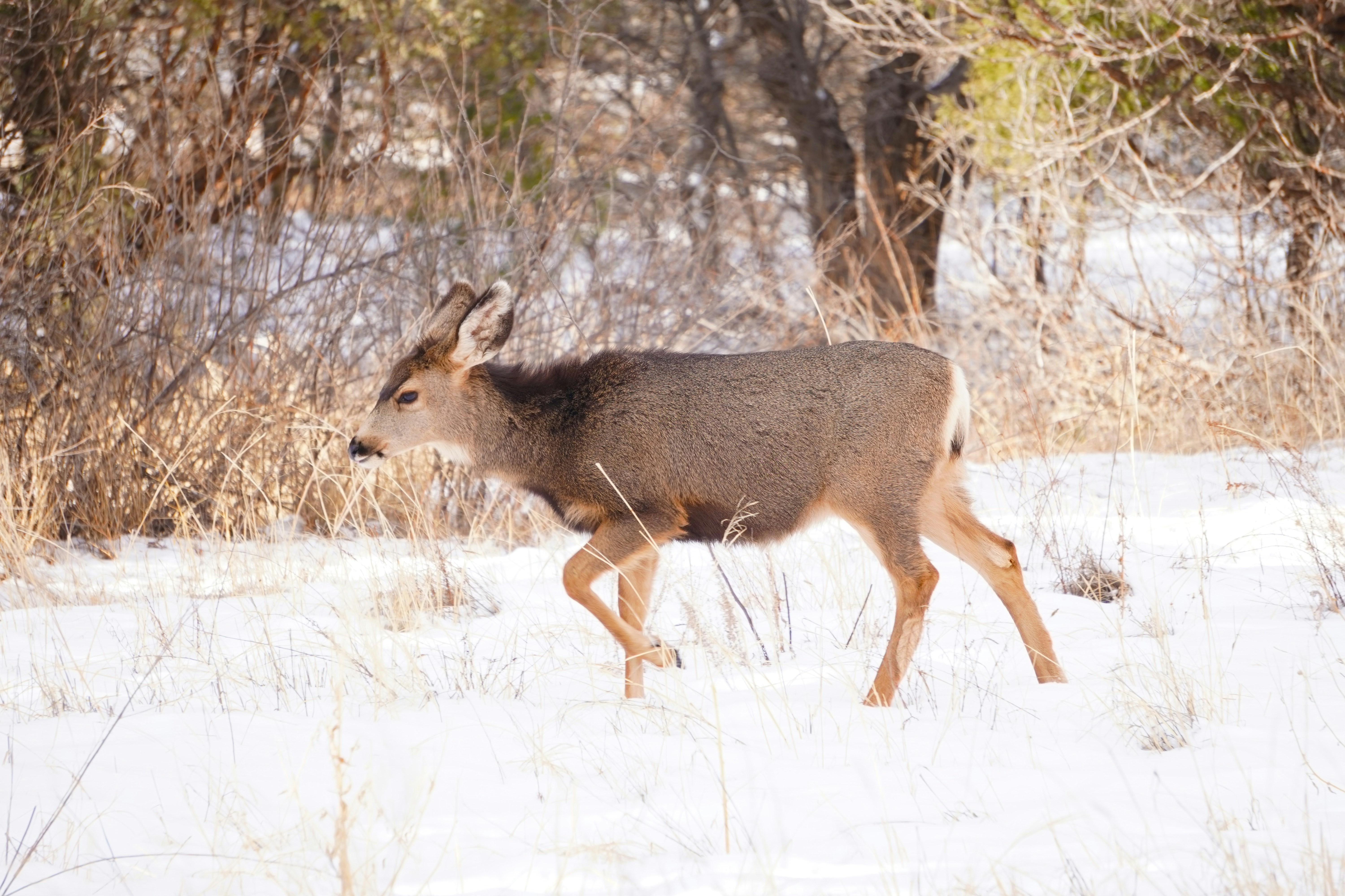 a deer walking through a snow covered field