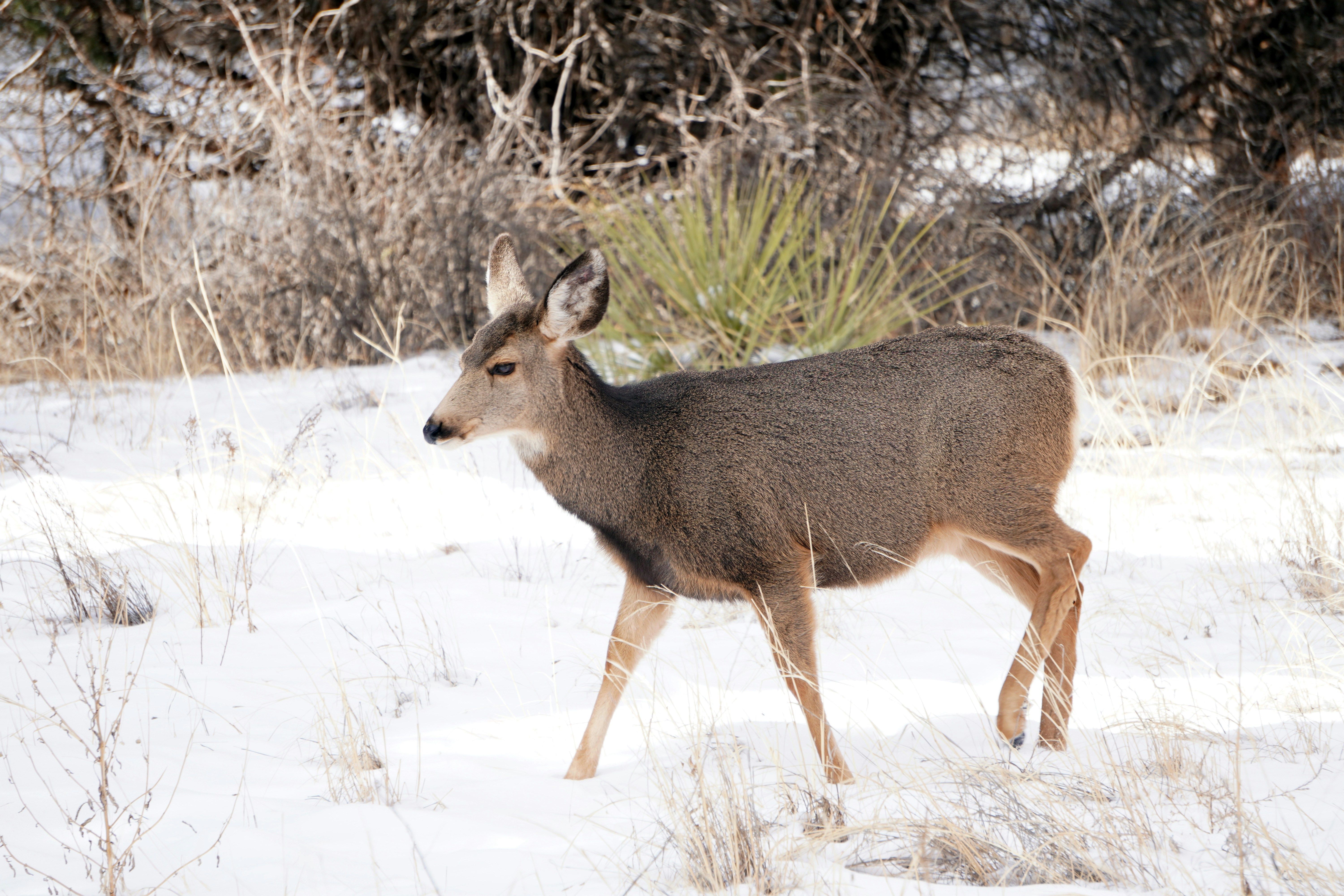a deer walking through a snow covered field
