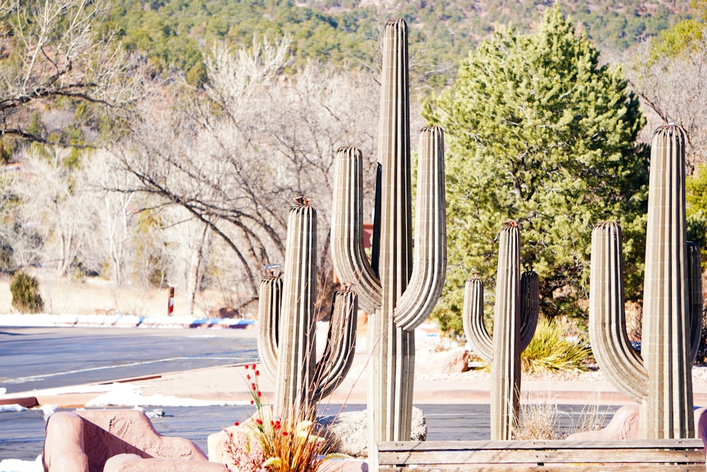 a woman sitting on a bench in front of a cactus