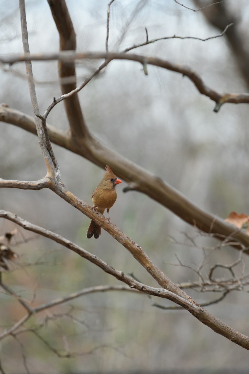 a small bird perched on a tree branch