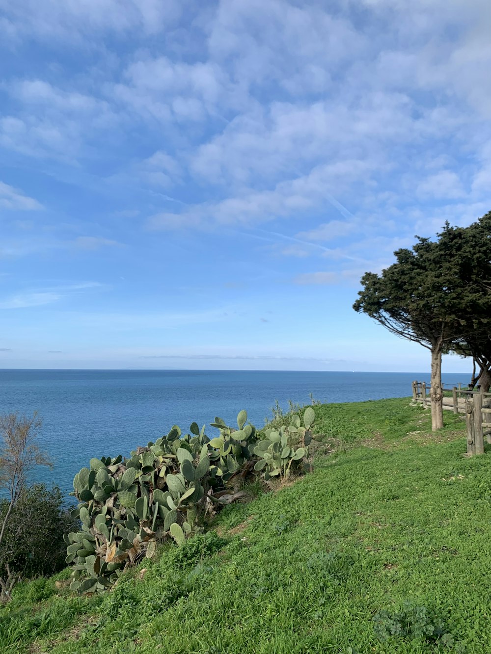 a wooden bench sitting on top of a lush green hillside