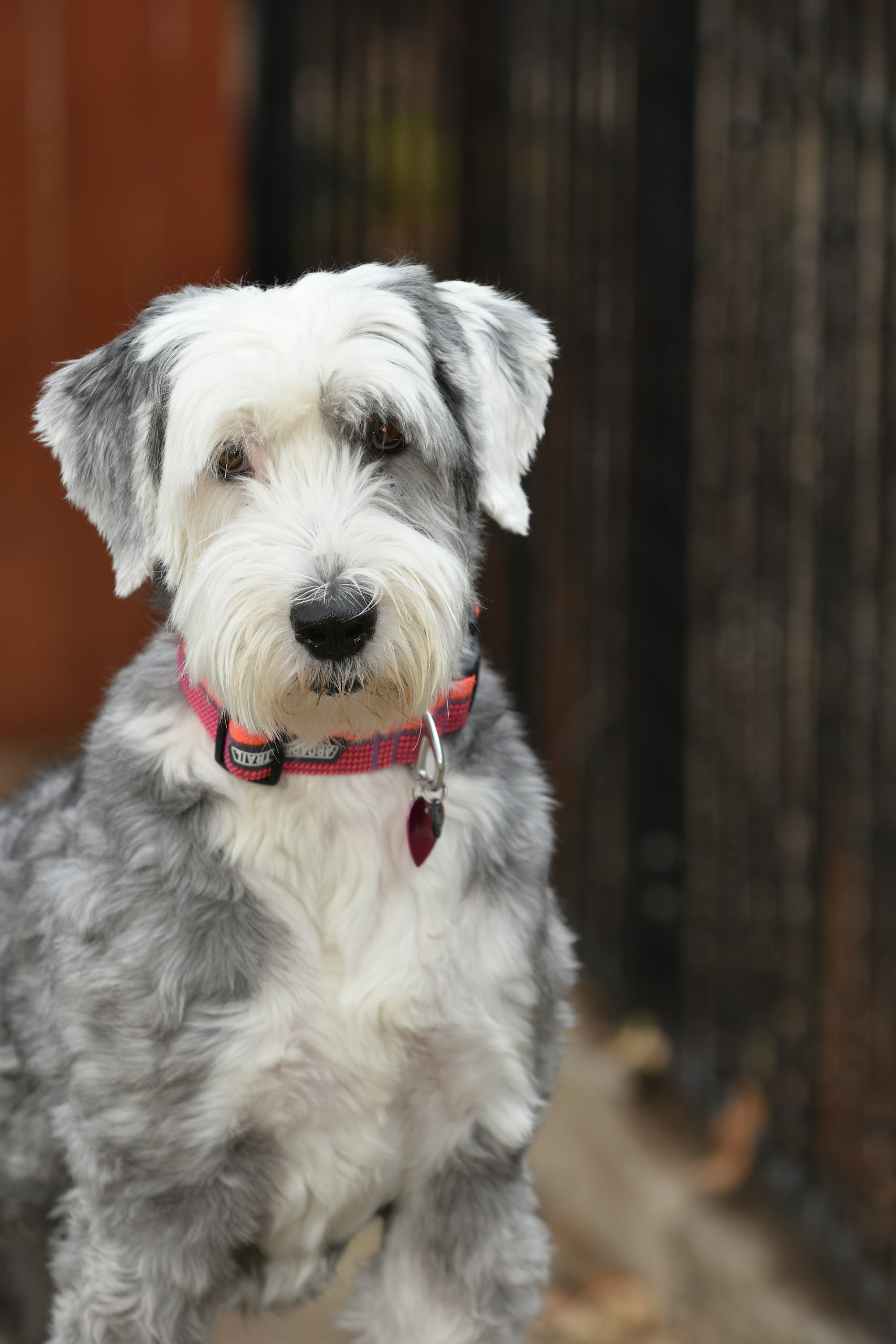 a gray and white Sheepadoodle dog with a red collar