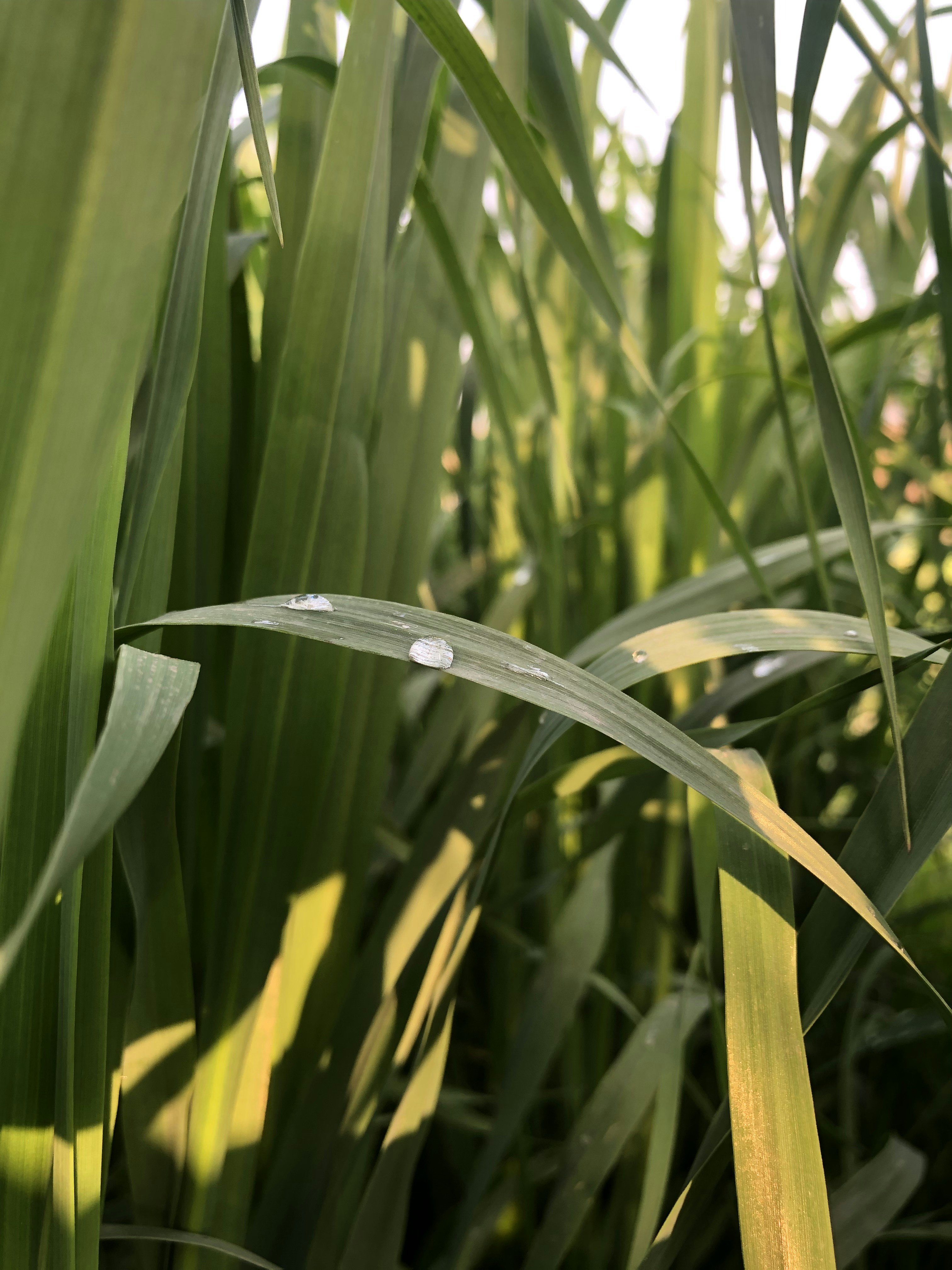 Photo by gurmukh_s03