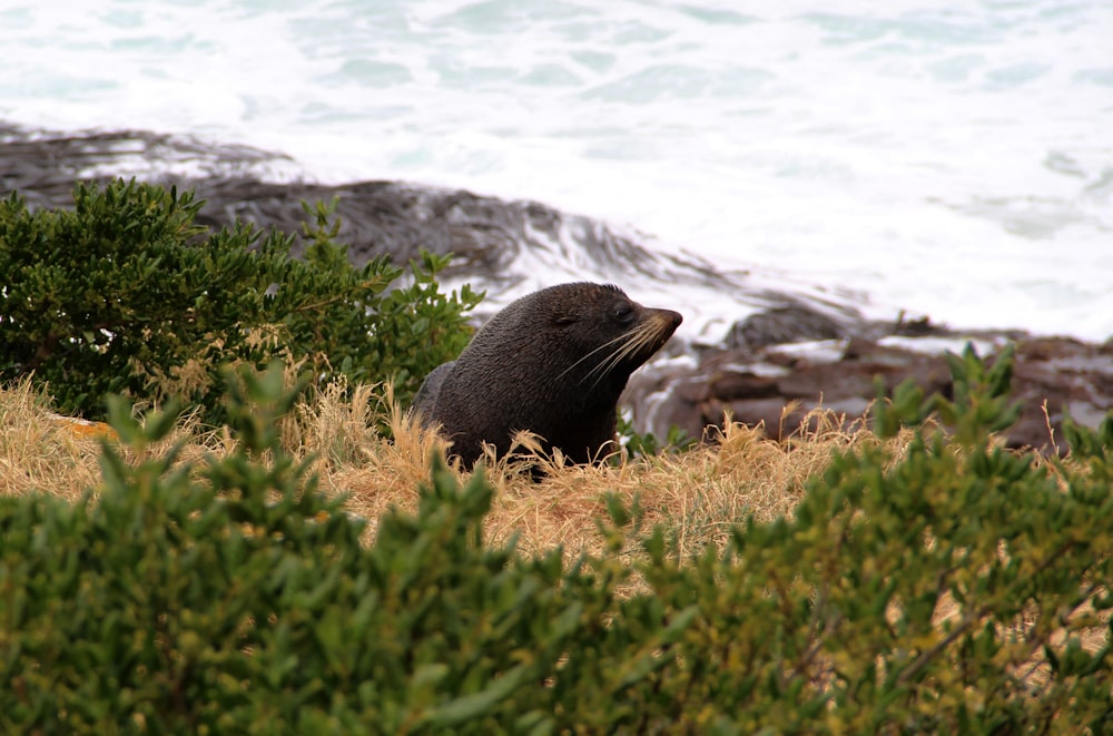 a sea lion sitting on top of a grass covered hillside