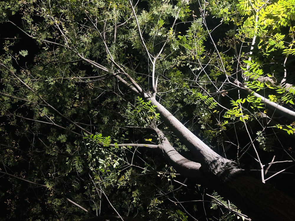 a tree that has fallen down in a forest