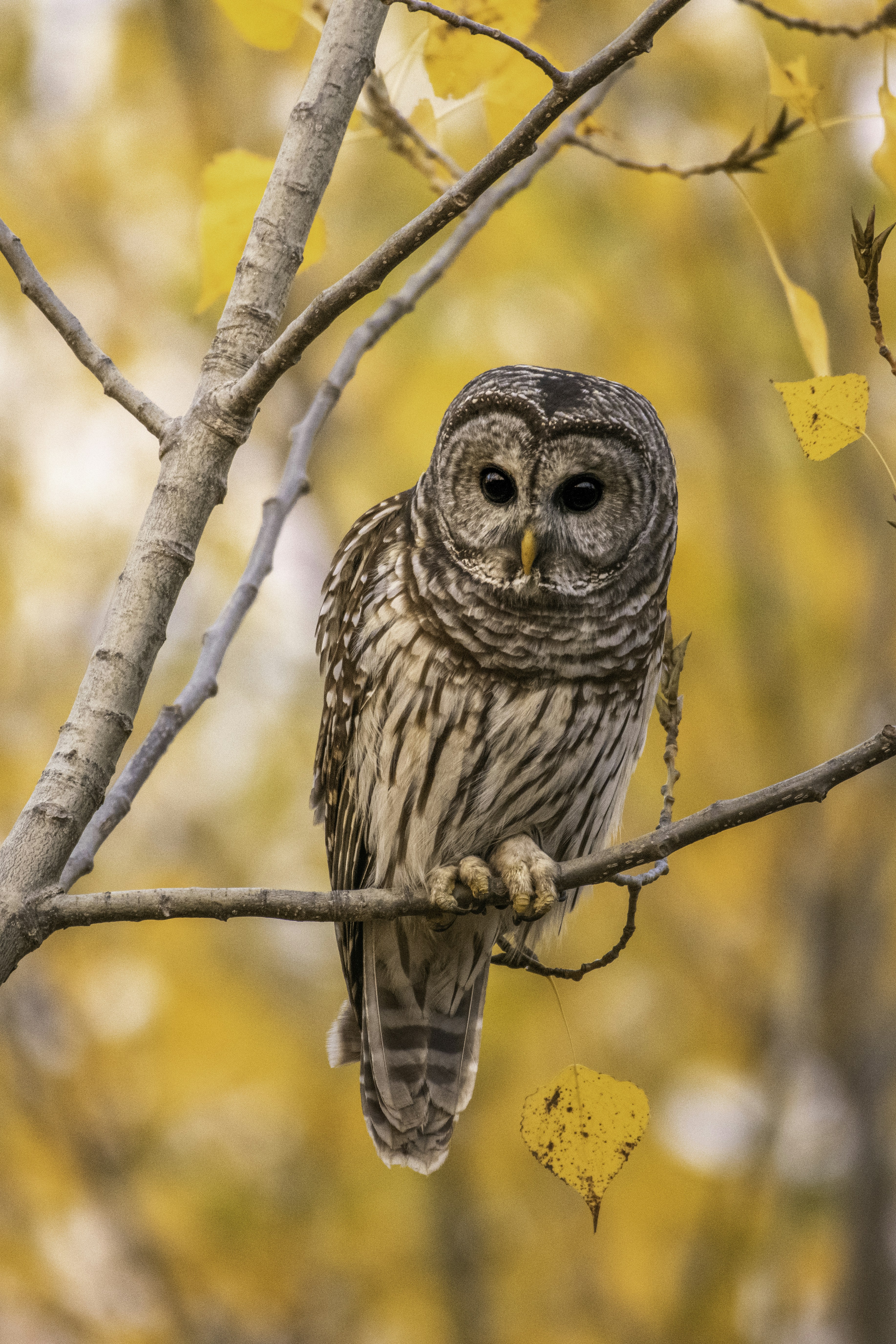 an owl is perched on a tree branch