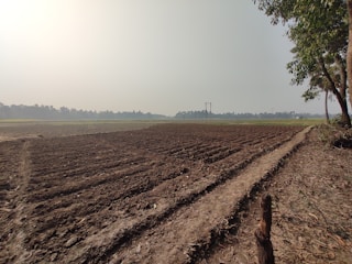 A large, open agricultural field with freshly tilled soil. It extends into the distance, bordered by a line of trees under a clear sky. Electrical poles are visible in the middle ground. Trees flank the right side, casting shadows on the ground.