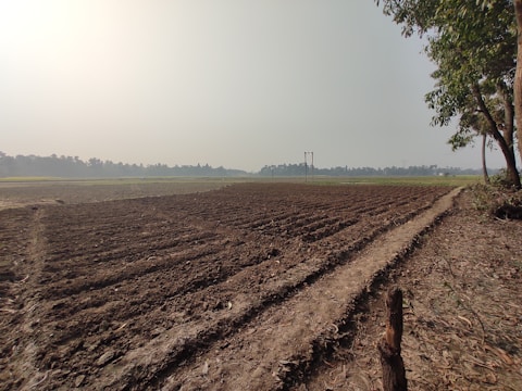 A large, open agricultural field with freshly tilled soil. It extends into the distance, bordered by a line of trees under a clear sky. Electrical poles are visible in the middle ground. Trees flank the right side, casting shadows on the ground.