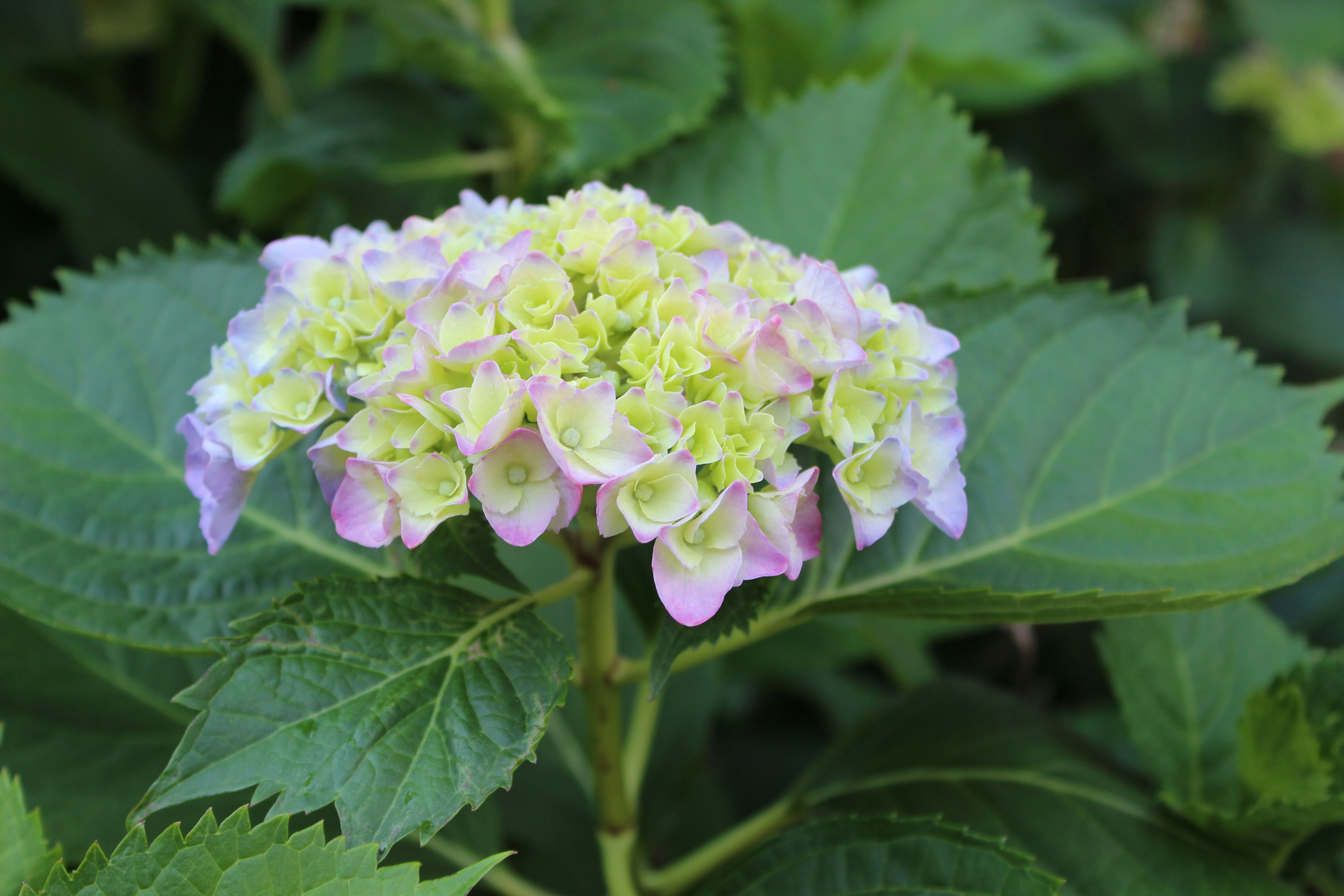 Photo by eubankchels