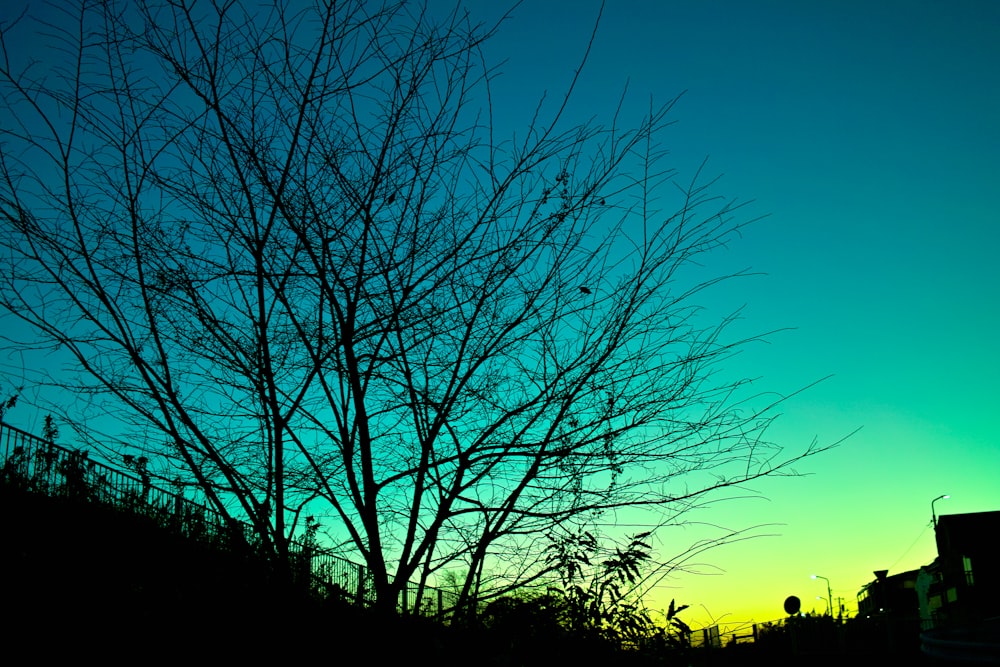 the silhouette of a tree against a blue sky