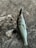 A fish is lying on a textured, rough concrete surface with a fishing lure hooked in its mouth. The fish has a shiny, slick body with scales that reflect light, and its fins are visible. The concrete has cracks and a weathered appearance.