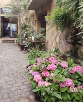 A charming courtyard with cobblestone paving is adorned with vibrant pink hydrangeas and lush green ferns. The walls are decorated with climbing plants and feature small artistic sculptures. Wooden furniture, including a small round table, adds to the cozy atmosphere. The area is partially shaded, creating a serene and inviting environment.