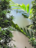 Delicate rays of sunlight shining through translucent plant leaves.