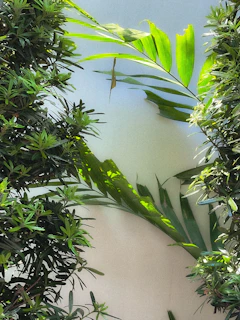 Sunlight filtering through leafy green plants in a well-tended home garden.