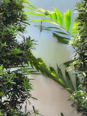 Delicate rays of sunlight shining through translucent plant leaves.