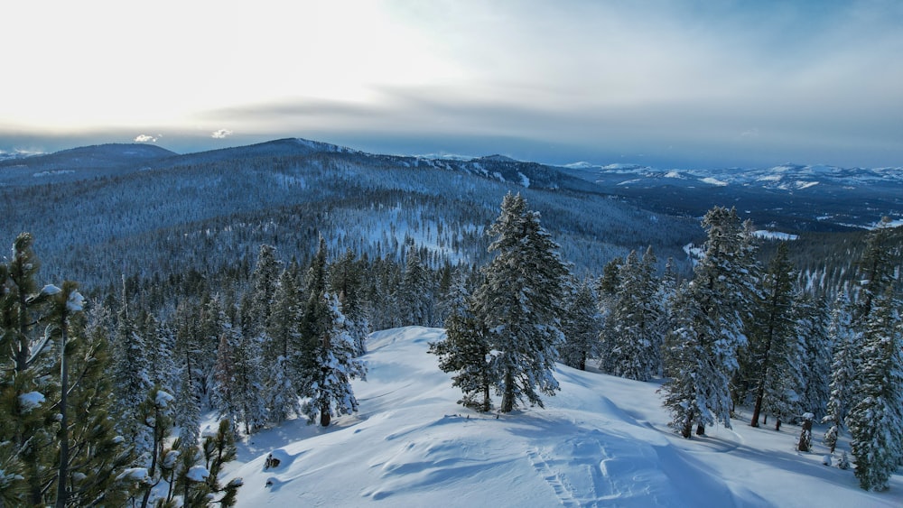 a view of a snow covered mountain with trees in the foreground