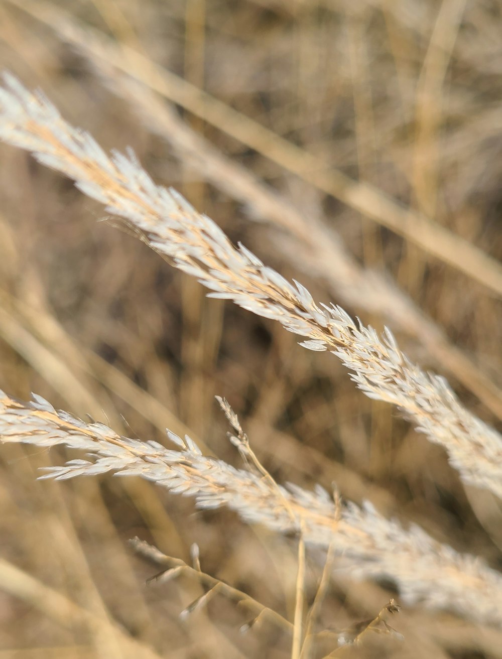 a close up of a plant in a field