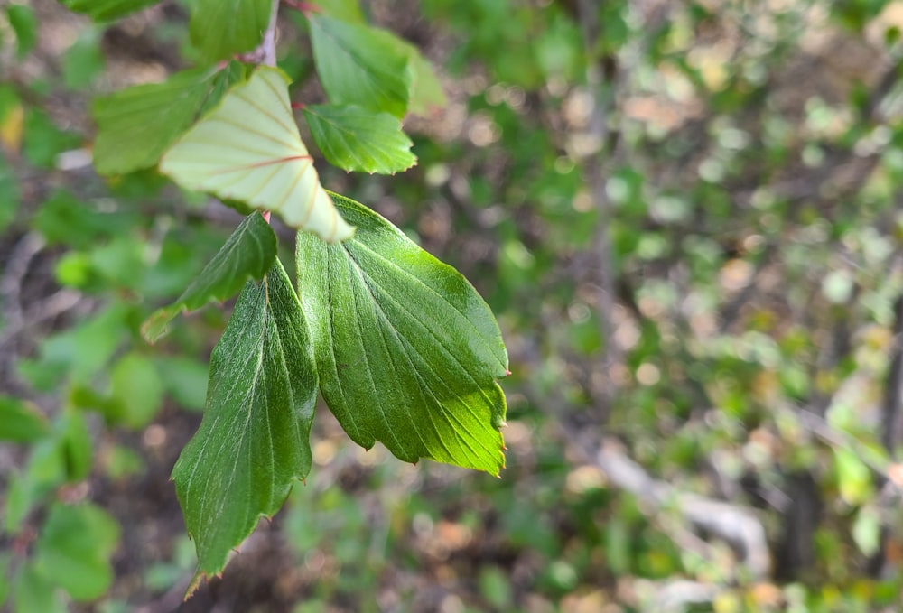uma folha verde pendurada em um galho de árvore