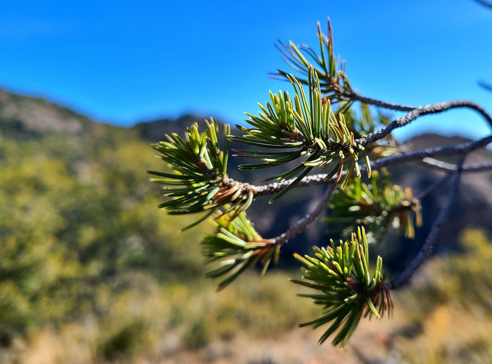 a close up of a pine tree with mountains in the background