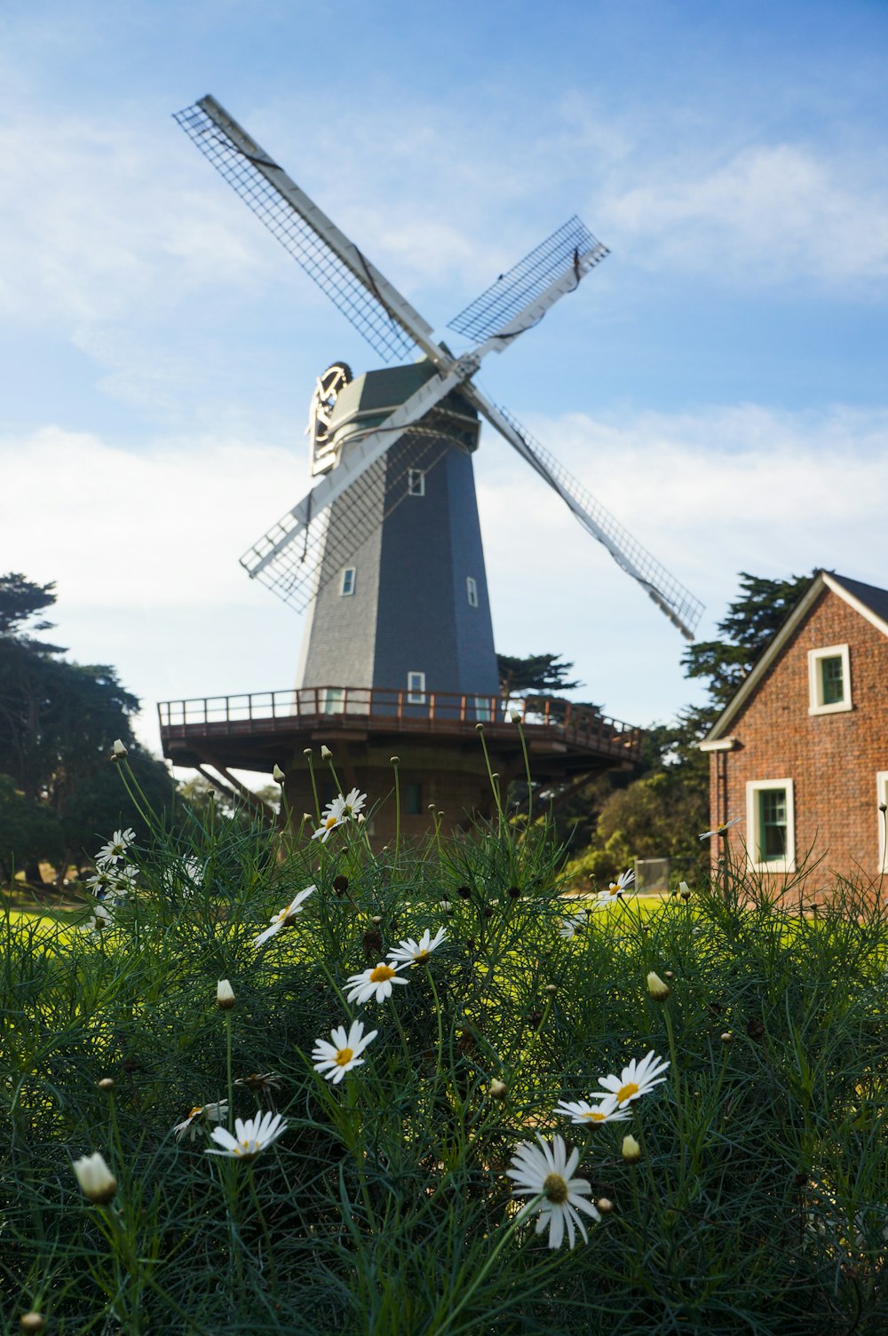 a windmill in the middle of a field of daisies