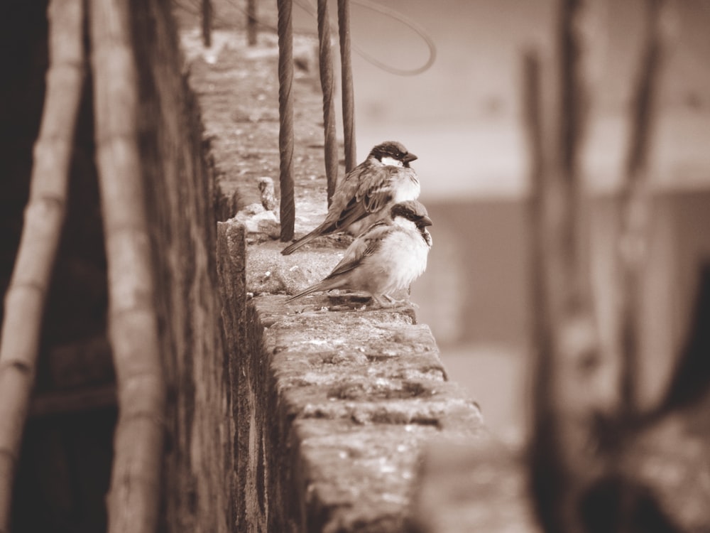 a couple of birds sitting on top of a wooden fence
