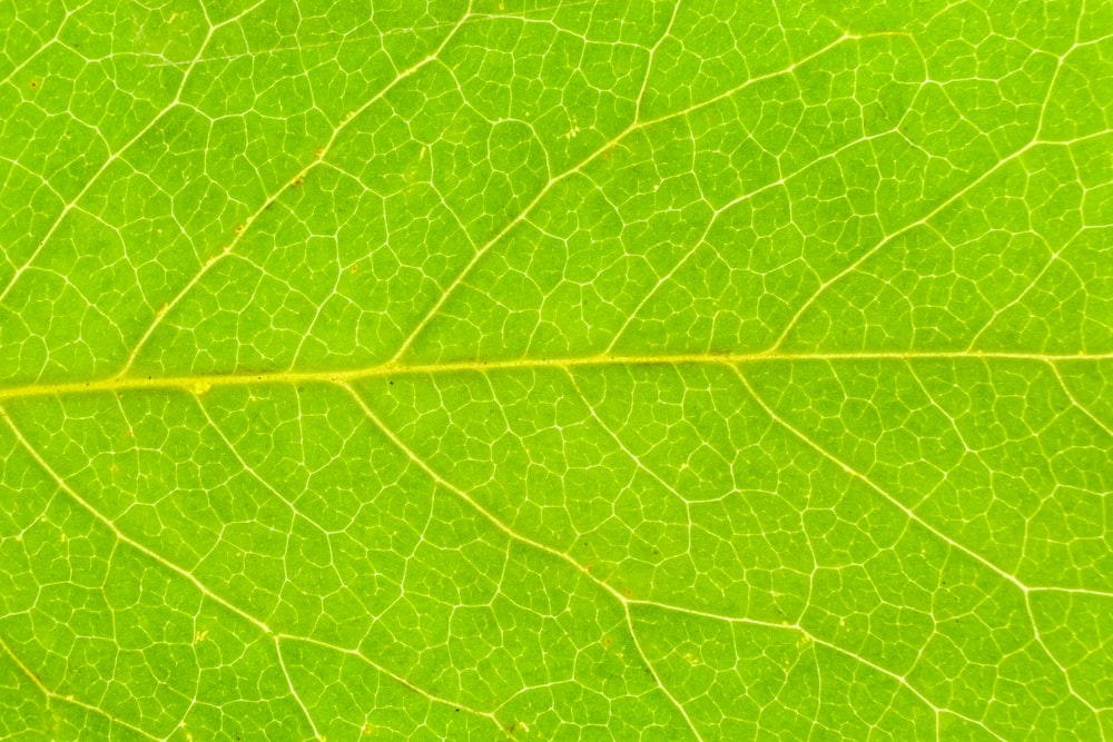 a close up view of a green leaf