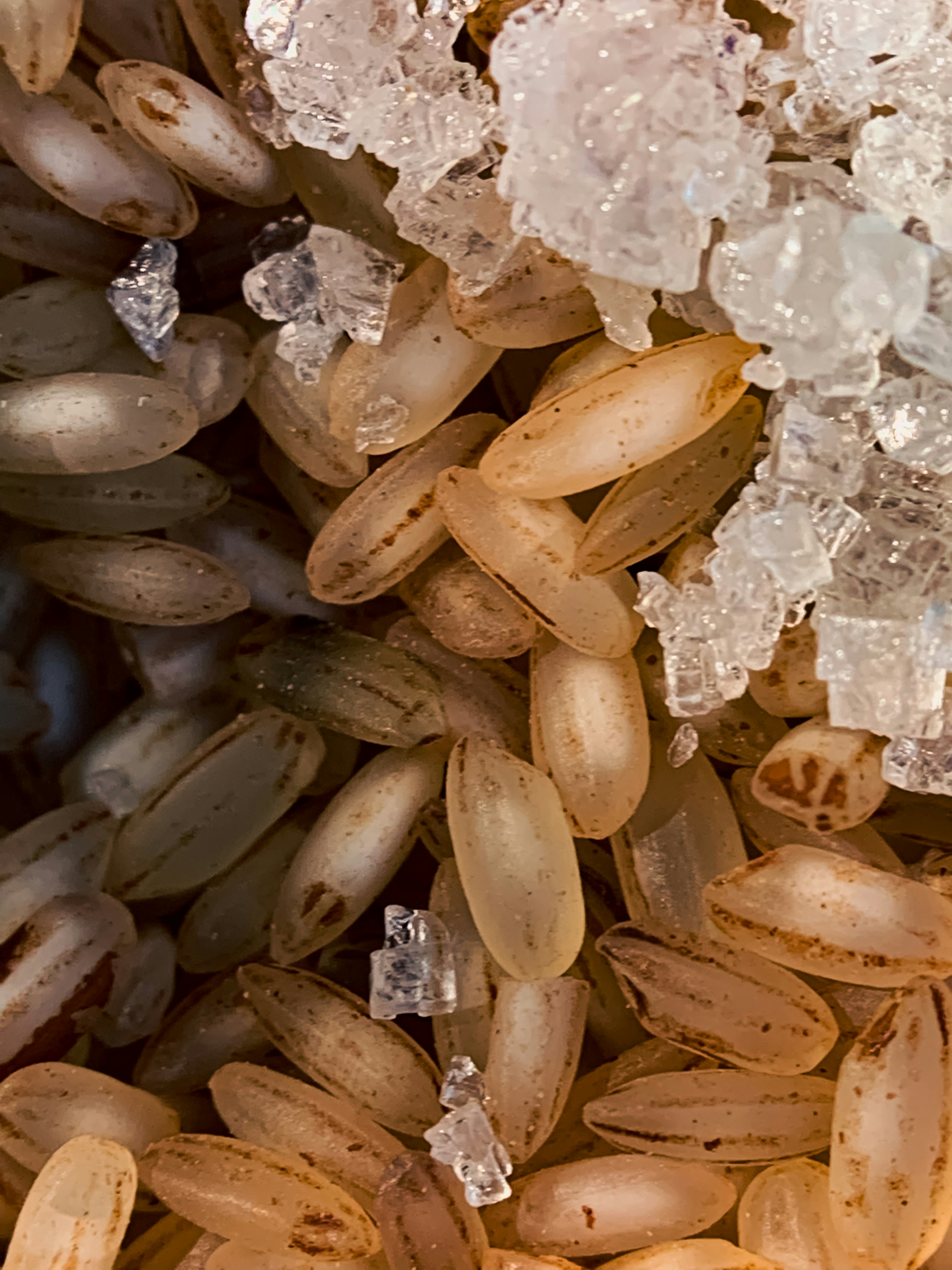 Delicious Freeze-Dried Treats